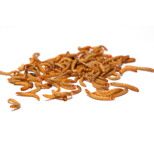 Live Mealworms