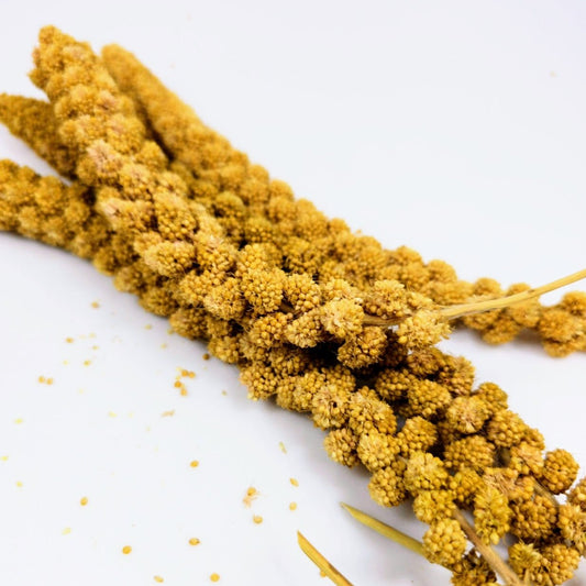 Yellow Millet Spray