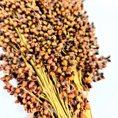 (SG) Cheapest Fresh Brown Sorghum Spray