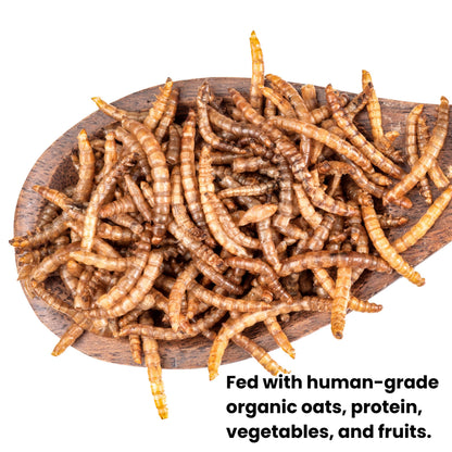 (SG) Gutloaded Dried Mealworms