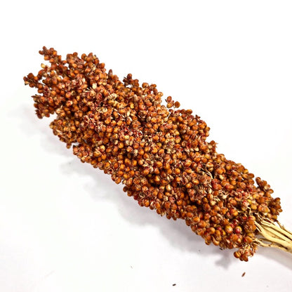 (SG) Cheapest Fresh Red Sorghum Spray