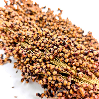 (SG) Cheapest Fresh Brown Sorghum Spray