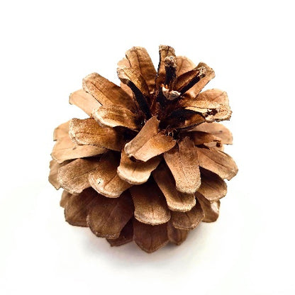 (SG) Large Dried Pine Cone