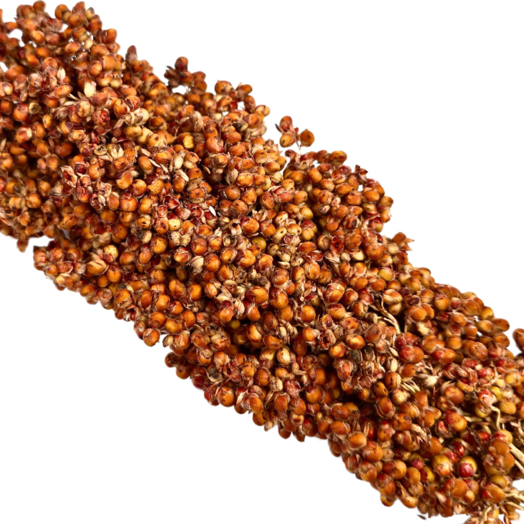 (SG) Cheapest Fresh Red Sorghum Spray