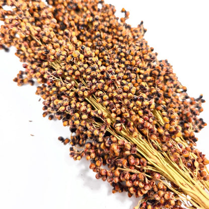 (SG) Cheapest Fresh Brown Sorghum Spray