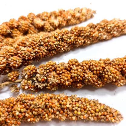 (SG) Cheapest Fresh Red Millet Spray