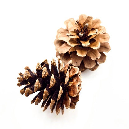 (SG) Large Dried Pine Cone