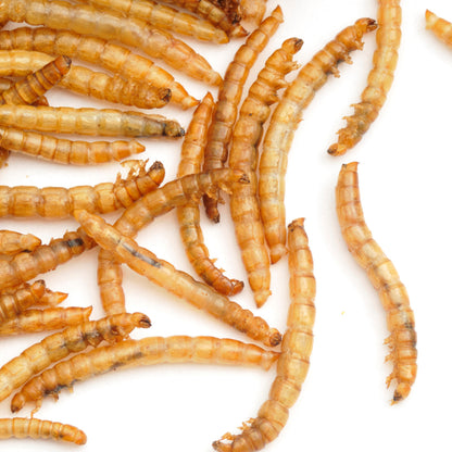 (SG) Gutloaded Dried Mealworms