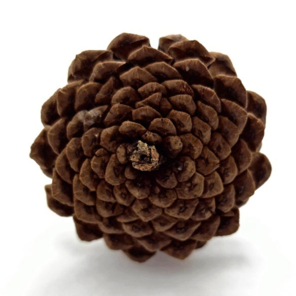 (SG) Large Dried Pine Cone